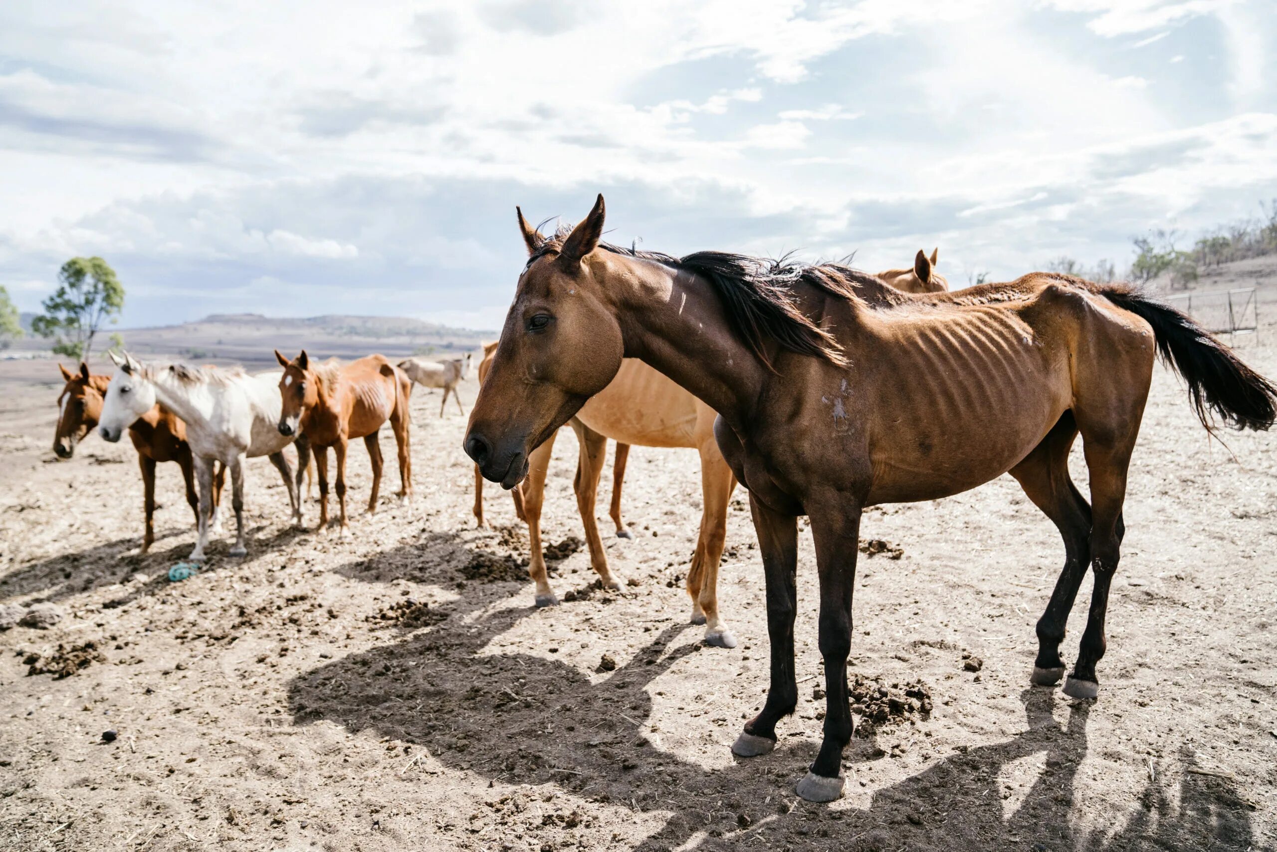 Засуха животные. Животные Мангистауской области. Лошадь в плохом состоянии. Голодная лошадь.