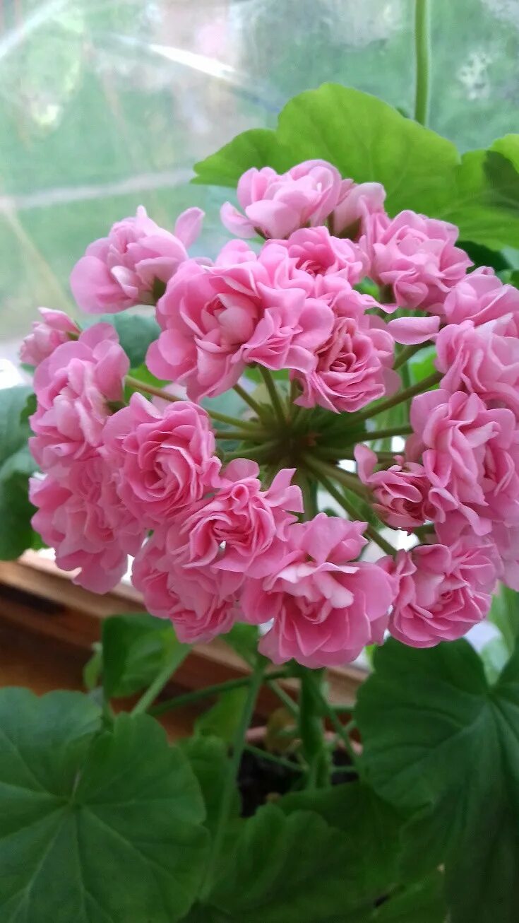 Пеларгония царь девица. Герань swanland pink. пеларгония плющелистная розебудная. пеларгония розебудная семена. пеларгония розебудная astrid.