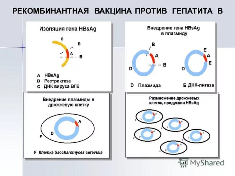 Генная вакцина