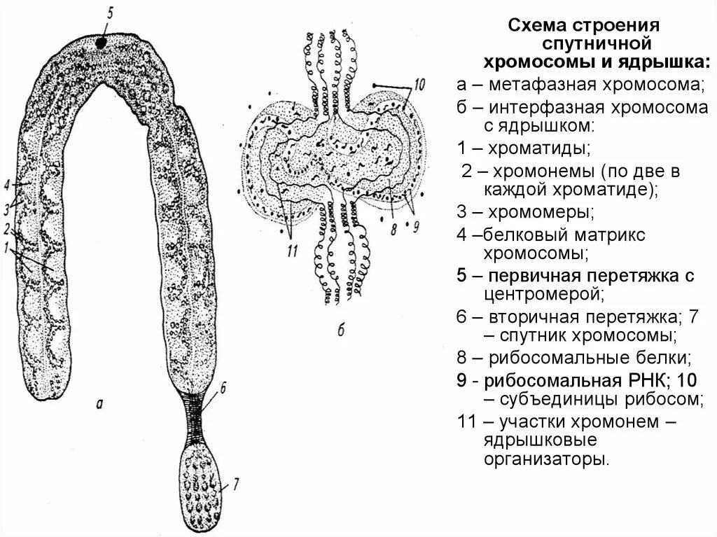 Схема строения хромосомы. Схема строения метафазной хромосомы. строение метафазной хромосомы. строение анафазной хромосомы. схему структурной организации метафазной хромосомы.