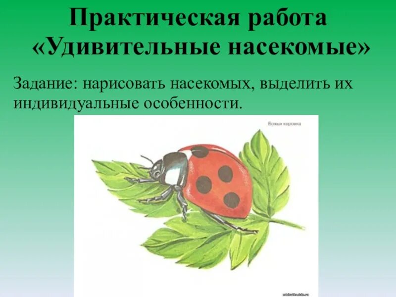 Насекомые задания. Практические задания насекомые. Доклад о насекомых. Насекомые Рисованные для презентации. Насекомое работающее на компетентные органы