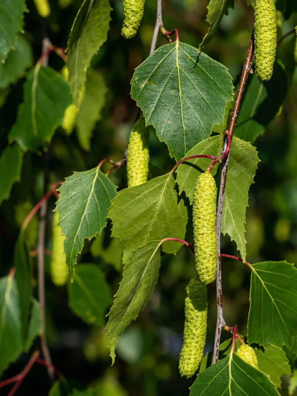 Береза повислая fastigiata. Листок березы листья березы. Береза повислая почки. Берёза повислая. Дерево березка листьях.