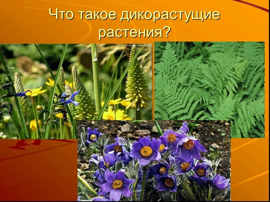 Как называется наука о цветах