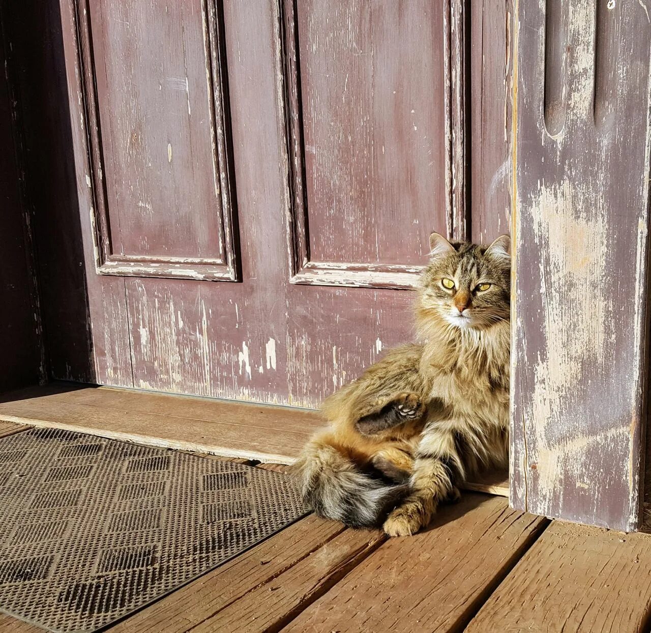 Кот сидит у входной двери
