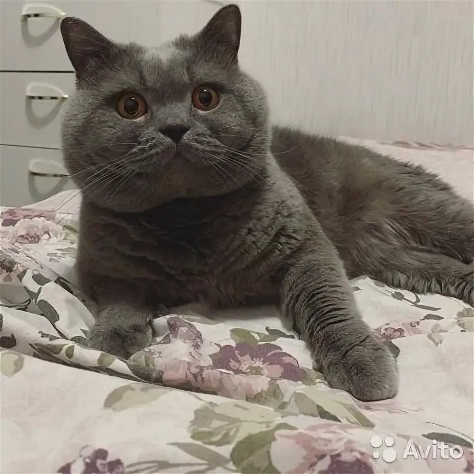 Авито коты британцы