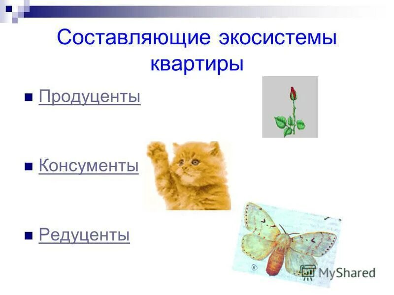 структура экосистемы. круговорот веществ продуценты консументы редуценты. продуценты в квартире. продуценты в квартире. бактерии редуценты консументы и продуценты.