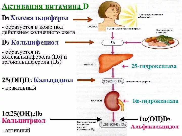Механизм активации витамина д. Схема образования активной формы витамина д. Реакция активации витамина д. Активные формы витамина d3:.