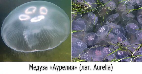 Как выглядит укус самой ядовитой медузы Пин от пользователя Анна Скорова на доске Прикольно Шутки, Мемы, Смешно