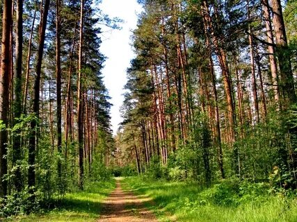 Сосновый бор псковская