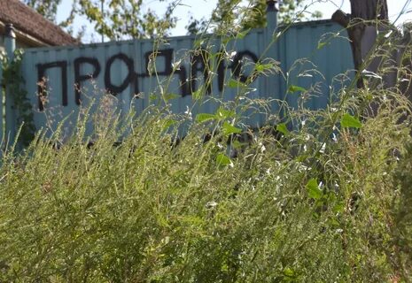 Амброзия богов