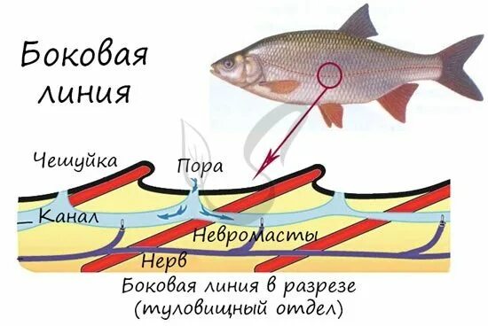 Какая функция у боковой линии рыб. Боковая линия у костных рыб. строение органа боковой линии у рыб. боковая линия орган чувств у рыб. орган боковой линии костной рыбы.