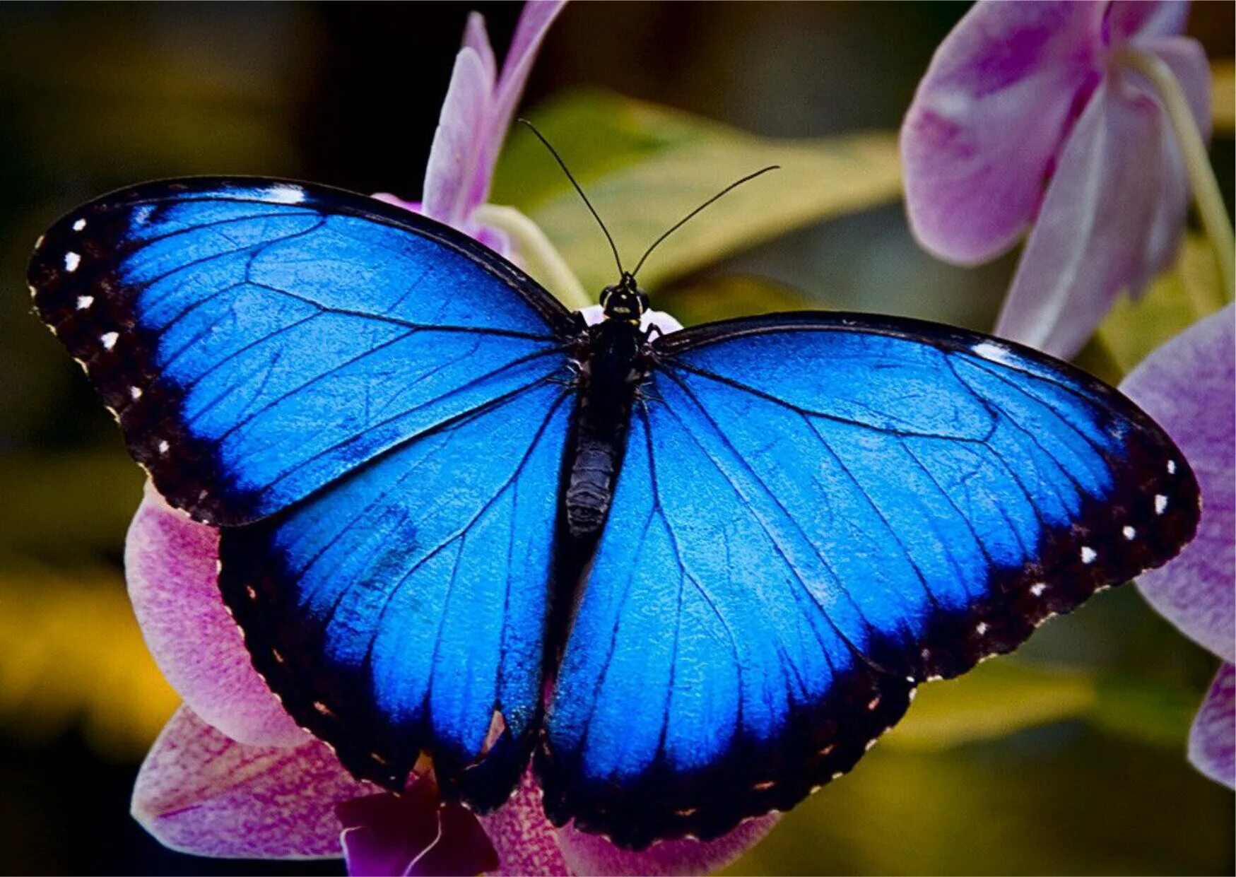 Бабочки вб. Бабочка Блю Морфо Баттерфляй. Голубая Морфо бабочка. Бабочка Морфо Менелай. Бабочка синяя МОРФА.