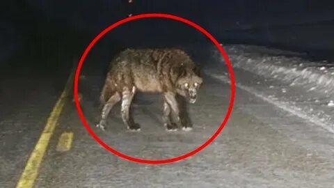 Страшные волки видео
