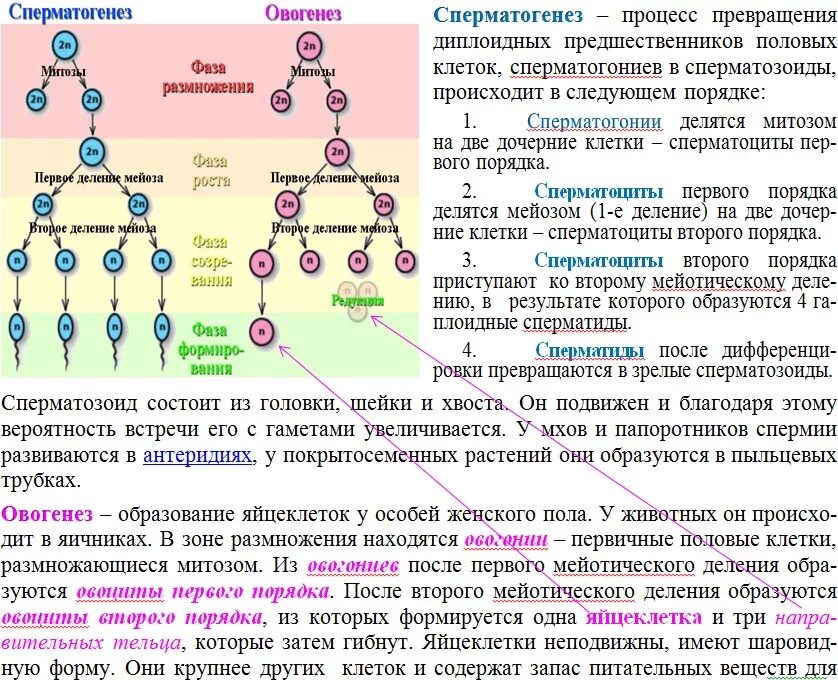 Установи соответствие между стадиями гаметогенеза