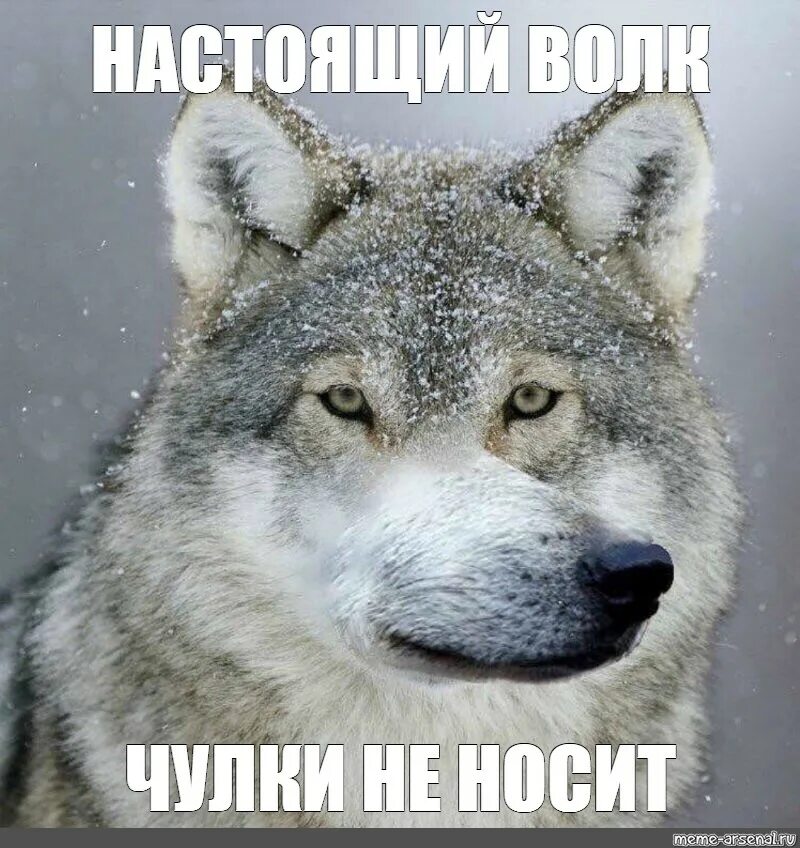 Волк из мема. Мем с волком. Волки смеются. Шутки про волка. Волк мем.