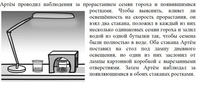 Влияет ли температура на прорастание семян гороха. Влияет ли освещенность на скорость прорастания семян. Освещённость семян в двух стаканах одинаковая различная. Проведите наблюдения за прорастанием семян.