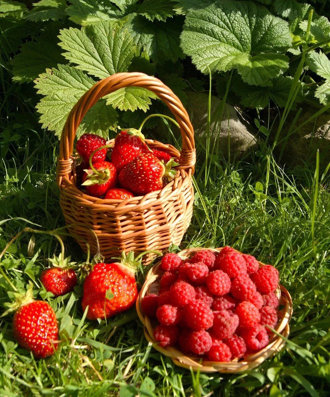 лесные ягоды земленика. ягодный лет. лето клубника. лето фрукты ягоды. круглые ягоды.
