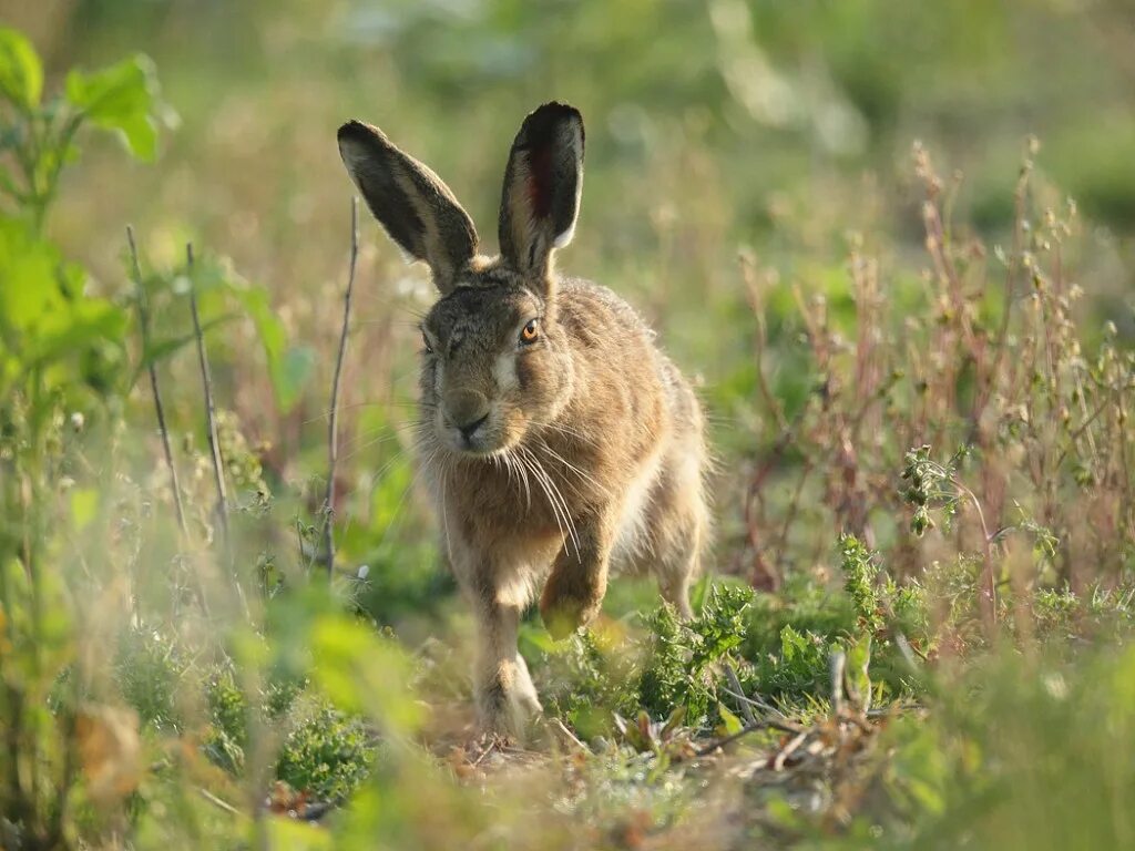 дикие кролики в природе. коричневый заяц. зайчик в природе. бурый заяц. бурый заяц.