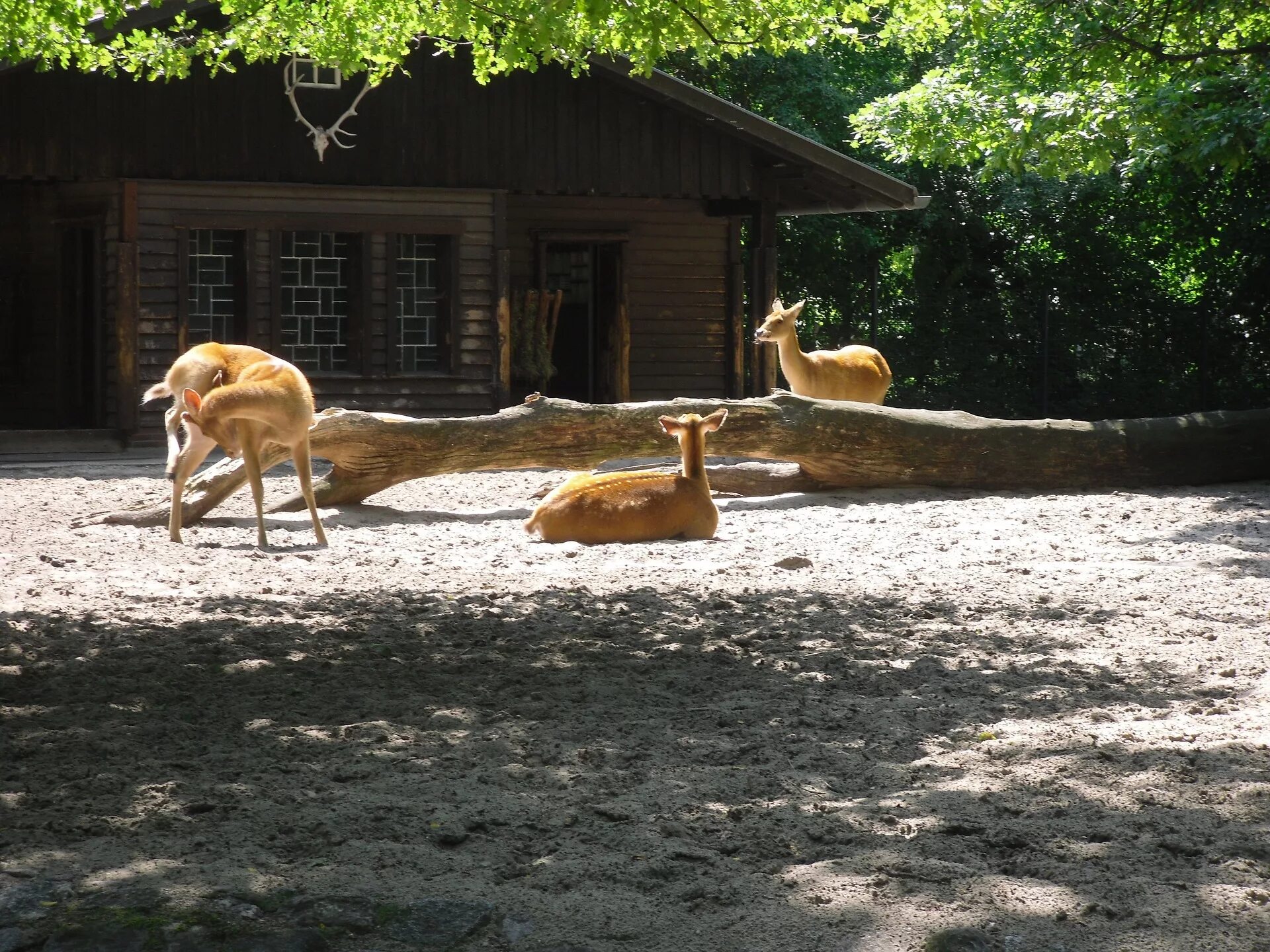 Отделы зоопарка. Tiergarten Berlin зоопарк. Zoologischer Garten Berlin животные. Зоопарк Берлин долгоноги. Кафе с животными.