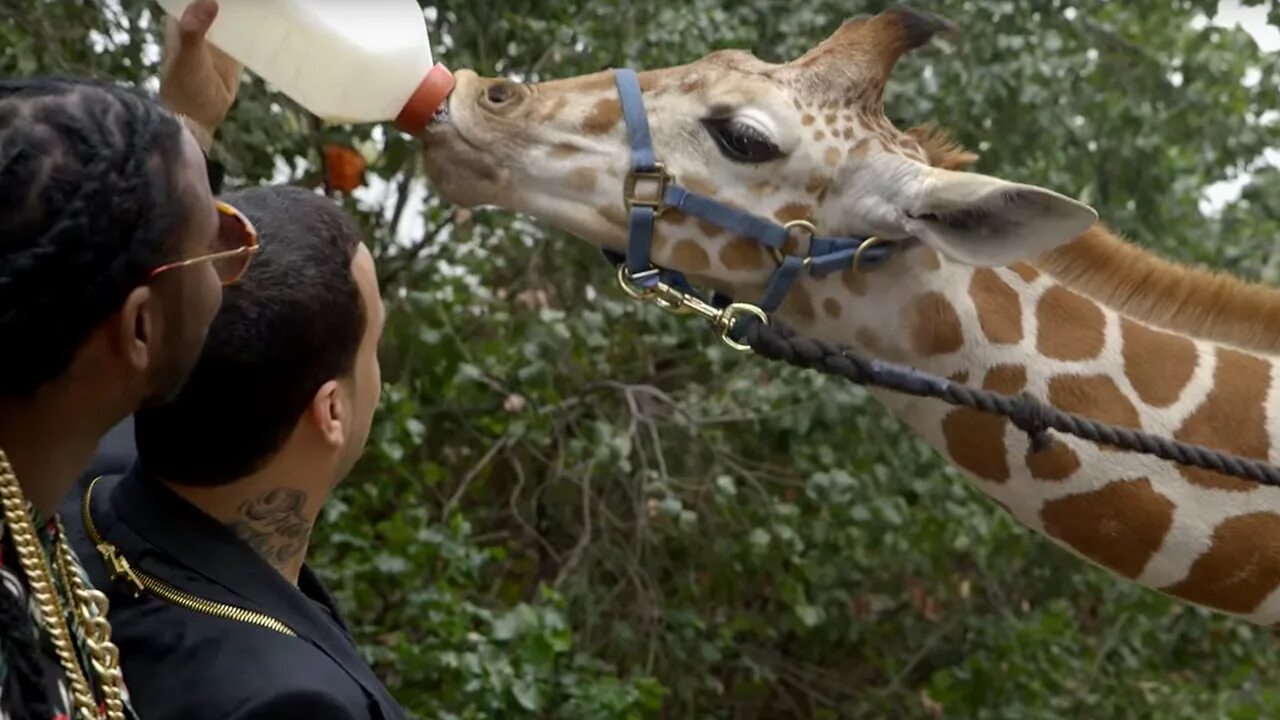 Cock feeding