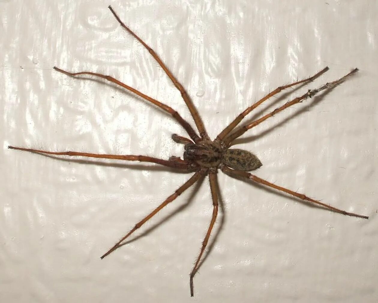 Домовой паук Tegenaria Agrestis. Тегенария домовая. Tegenaria domestica паук. Tegenaria domestica (тегенария домовая).