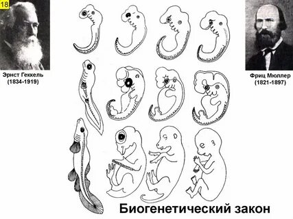 Закон эрнста