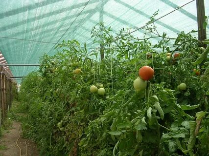 Как закрепить сетку на теплице