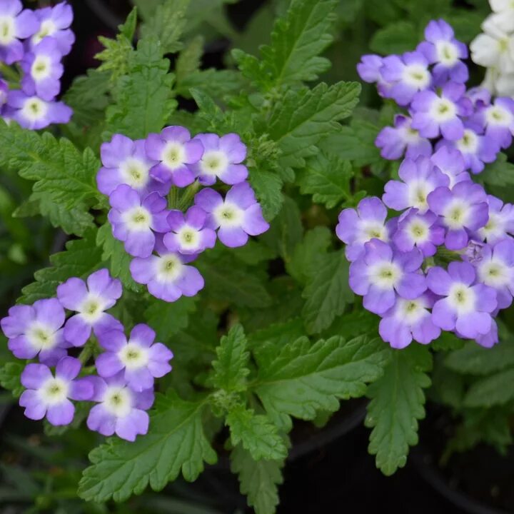 Вербена Эмпресс. Вербена Сан Лавендер. Вербена Empress Sun Lavender Charme. Вербена вегетативная.