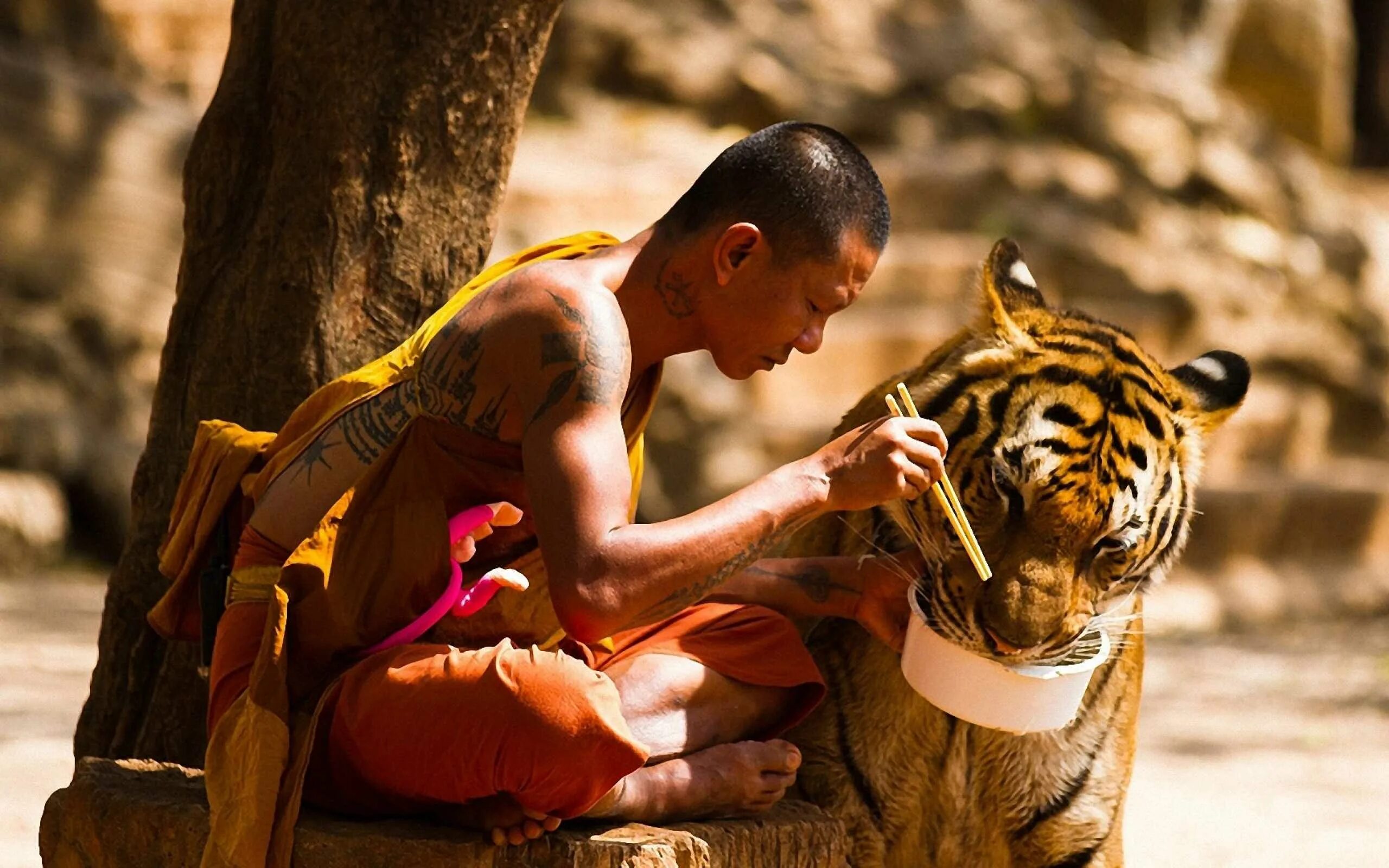 Тигриный монастырь. Тигриный храм в Тайланде. Храм тигров в Канчанабури. Монастырь в Тайланде с тиграми. Среди зверей есть