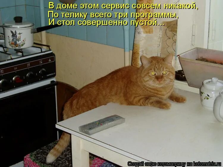 Хозяин в доме 0. Кот на кухне. Кот ждет на кухне. Кот и хозяин. Кот пришел в гости.