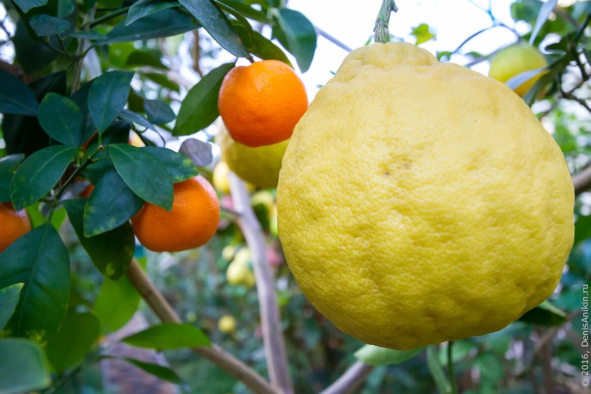 Лимон дубовое белгород. Микрорайон улитка белгород лимон. Лимон дубовое. Микрорайон улитка белгород лимон. Микрорайон улитка посёлок дубовое.