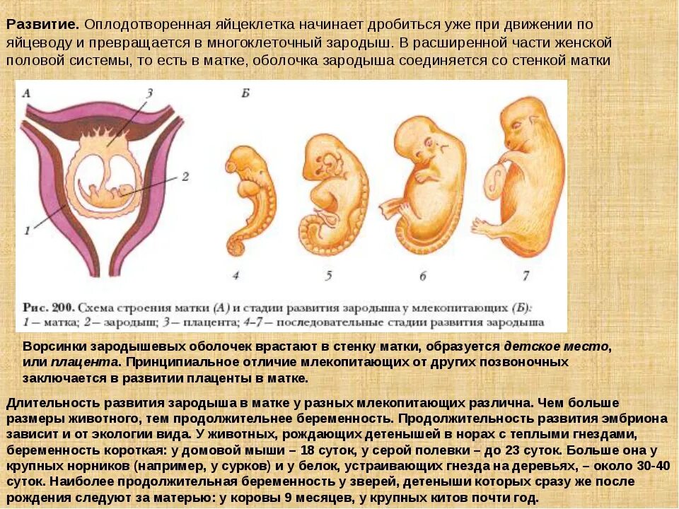 Какие этапы проходит человек после рождения. Схема развития зародыша млекопитающих. Стадии развития млекопитающих. Развитие эмбриона млекопитающих. Стадии развития зародыша млекопитающих.