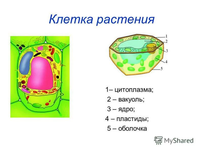 Хлоропласты имеют ядро. Вакуоль хлоропласт и клеточная стенка. Клеточная стенка ядро цитоплазма вакуоли строение. Строение клетки вакуоль. Схему строения растительной клетки вакуоль ядро.