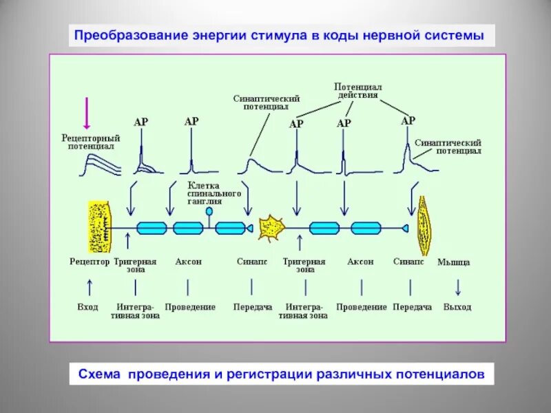 Передача и преобразование сигналов в сенсорных системах. Преобразование сенсорных стимулов в нервные импульсы. Кодирование сигнала в сенсорных системах. Передача и преобразование сигналов физиология. Преобразование времени в энергию