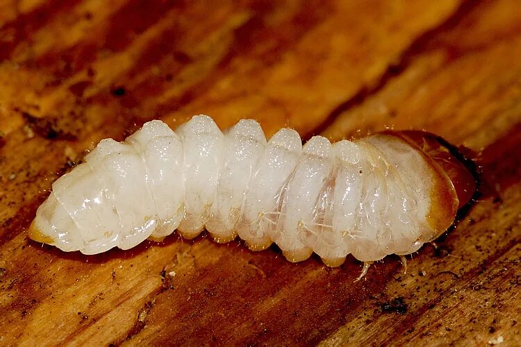 Жук стригун короед. Усач кожевник личинка. Усач кожевник личинка. Реликтовый дровосек личинка. Личинка усача.