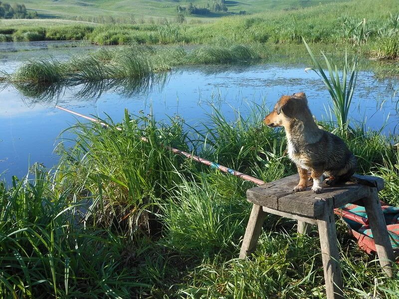 Рыбалка. Природа рыбалка. Утро на рыбалке. Летняя рыбалка. Клев с утра