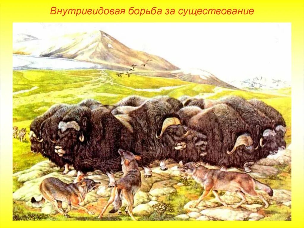 Состязание за добычу внутривидовая. Внутривидовая борьба взаимопомощь. Внутривидовая борьба за существование. Формы борьбы за существование. Внутривидовая борьба примеры.