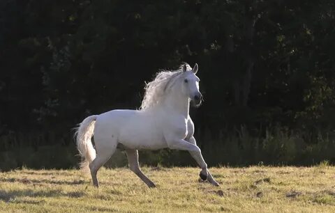 Лошадь свет