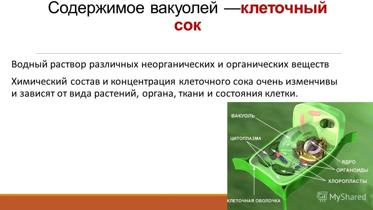 Вакуоль это мембранный органоид. Какой сок содержит вакуоль. Органоид вакуоль рисунок. Строение вакуоли. Клеточный сок.
