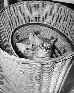 18 котиков