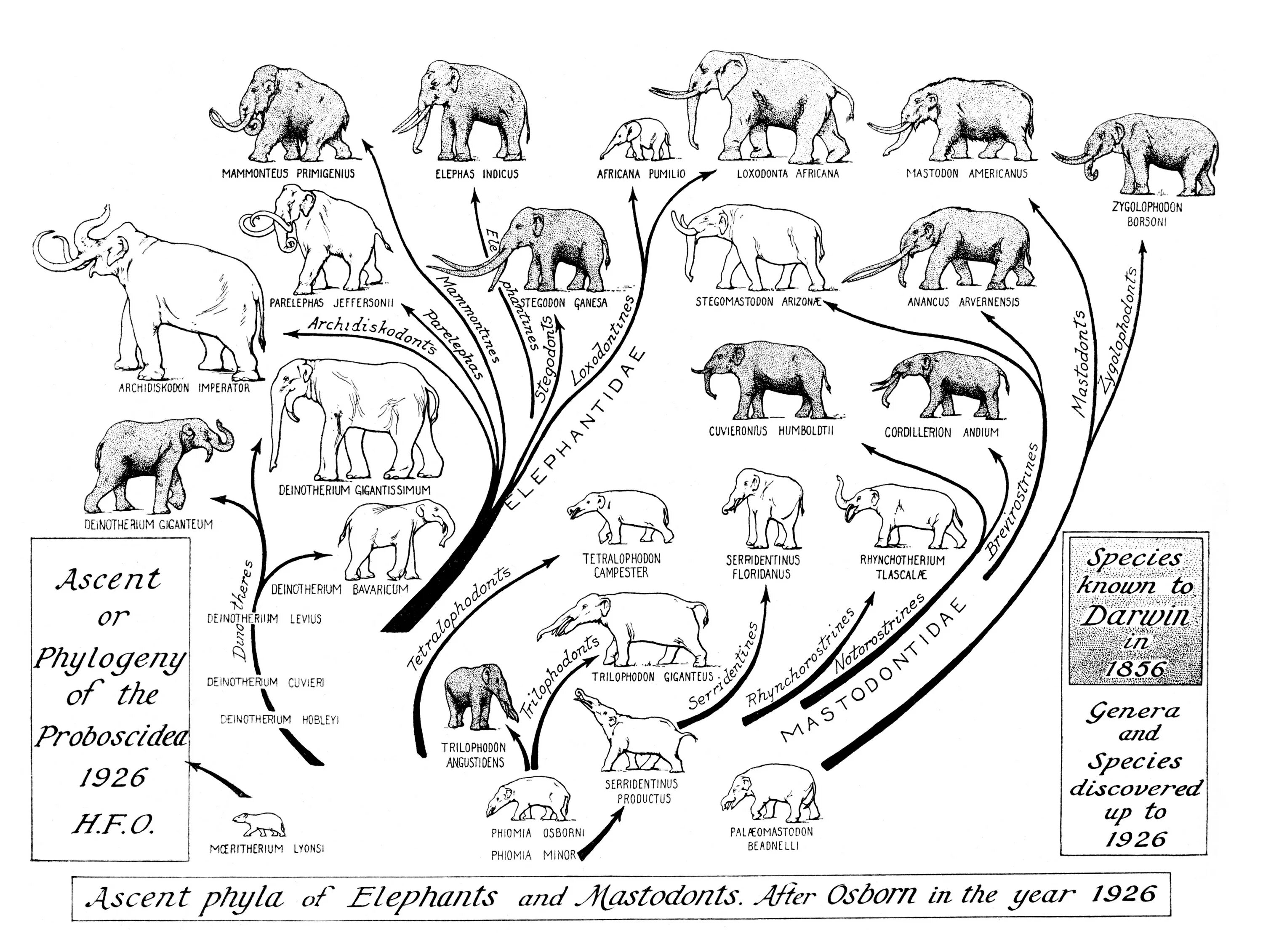 Как располагаются группы животных на родословном древе. Филогенетическое Древо слона. Эволюционное Древо хоботных. Филогенетическое Древо хищных млекопитающих. Филетическая Эволюция хоботных.