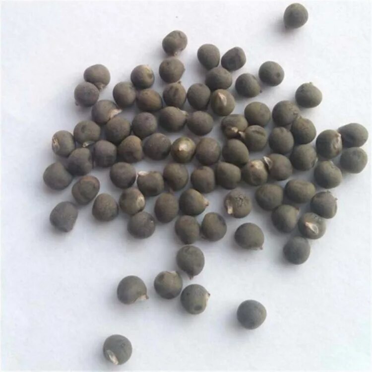 Круглые семечки. Семена круглые коричневые. Salvia nutans семена. Перец белый горошек. Семена круглые коричневые маленькие.