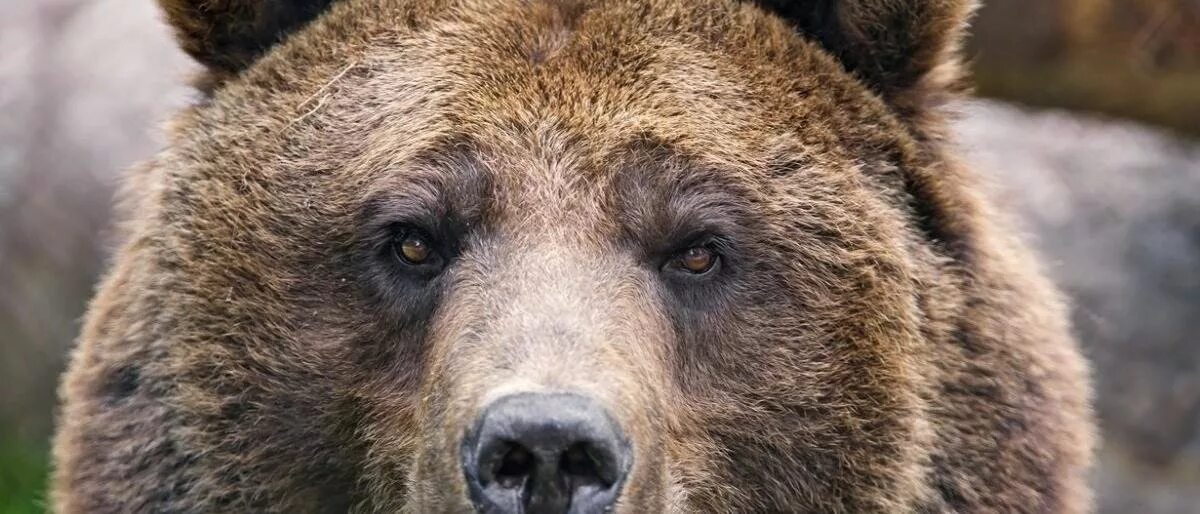 Медведь в профиль. Бурый медведь уснул. Медведь 8. Глаза медведя. Медведь в малиннике.