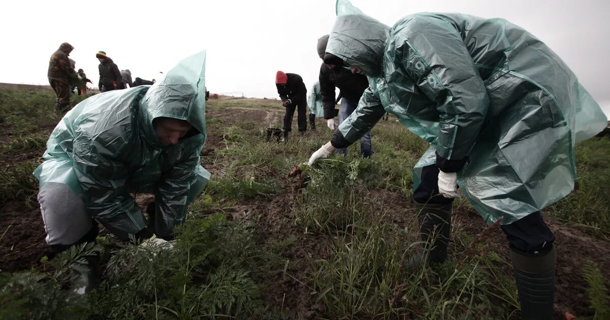 Благодаря дождям посевы были спасены