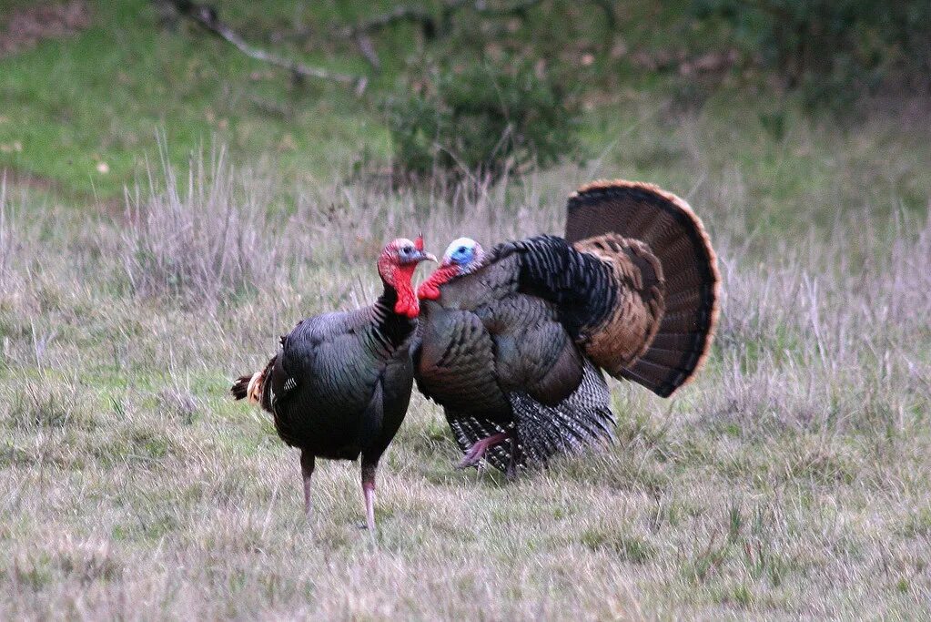 Индейка обыкновенная meleagris gallopavo. Индюк самец. Индюк и индюшка. Индейка самец и самка.