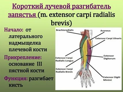 Короткий сгибатель большого пальца кисти