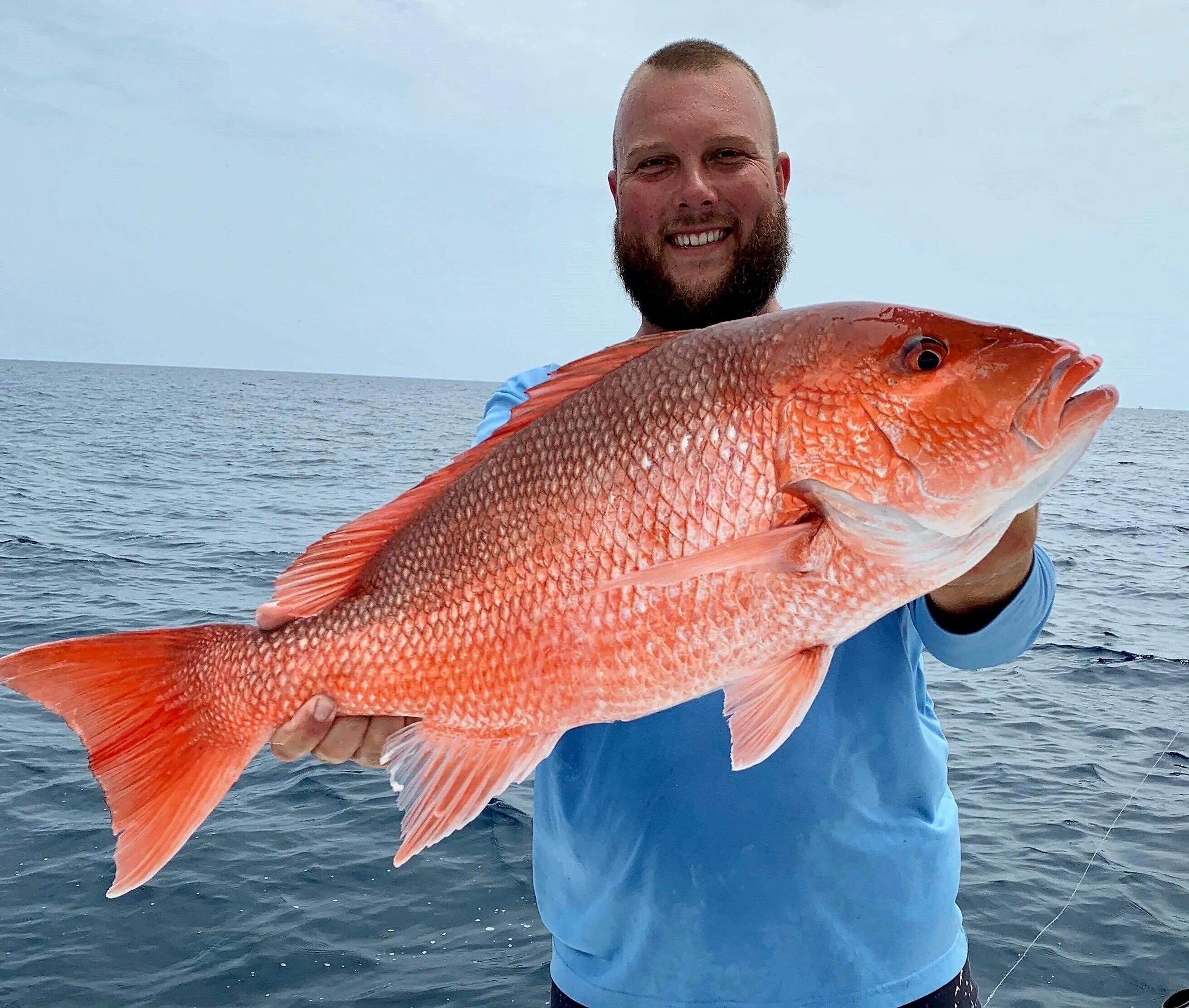 Ред снеппер рыба. Снеппер рыба. Red snapper рыба. Ред снеппер рыба. Морской окунь red snapper.