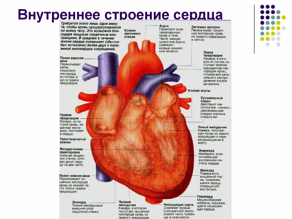 Сердечная строение и функции. Сердце человека анатомия строение и функции. Строение сердца человека и функции его частей. Характеристика строения сердца. Части сердца особенности строения функции.