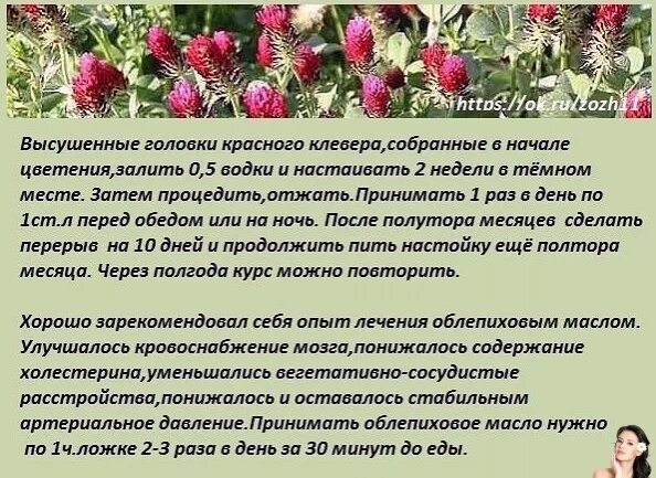 Народное средство для сосудов мозга. Рецепт для сосудов головного мозга. народные средства для очистки сосудов головного мозга. народные рецепты чистка сосудов головного мозга. настойка для чистки сосудов головного мозга.