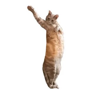 Cool Animated Dancing Cat Gif Transparent Drumswanted.